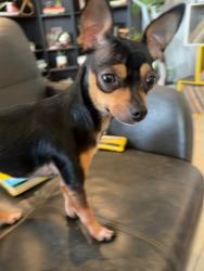 Lost Female Dog last seen Sw 296th st, Homestead, FL 33030
