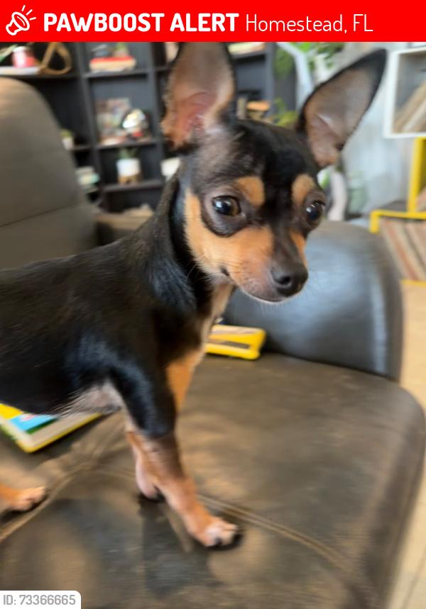 Lost Female Dog last seen Sw 296th st, Homestead, FL 33030