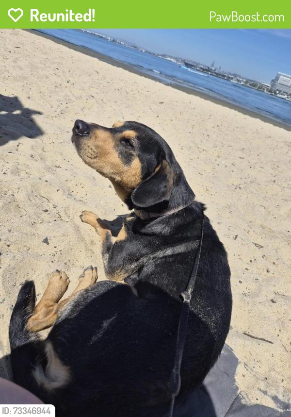 Reunited Male Dog last seen 65Th/Imperial, San Diego, CA 92114