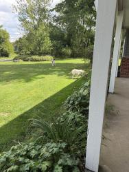 Found/Stray Unknown Dog last seen Carpenters Park, Horsham Township, PA 19002