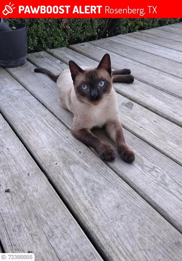 Lost Male Cat last seen KC hall dr, Rosenberg, TX 77471