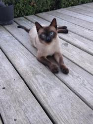 Lost Male Cat last seen KC hall dr, Rosenberg, TX 77471