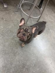 Found/Stray Male Dog last seen UWG campus Carrollton GA, Carrollton, GA 30117