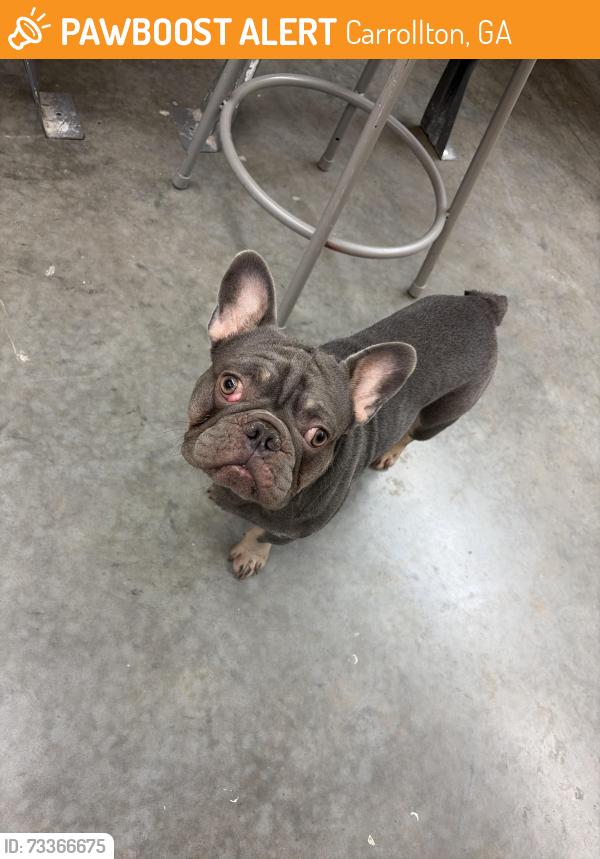 Found/Stray Male Dog last seen UWG campus Carrollton GA, Carrollton, GA 30117