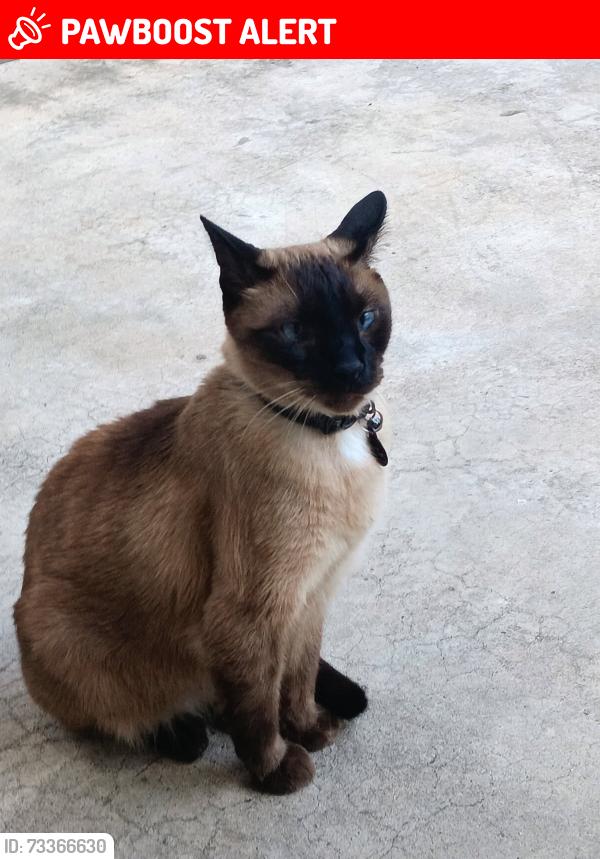 Lost Male Cat last seen Paisley Harbor Court & La Salle Ave, Conroe, Texas, Montgomery County, TX 77304