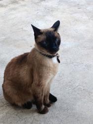 Lost Male Cat last seen Paisley Harbor Court & La Salle Ave, Conroe, Texas, Montgomery County, TX 77304