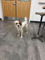 Found/Stray Male Dog last seen UWG campus Carrolton Ga, Carrollton, GA 30117