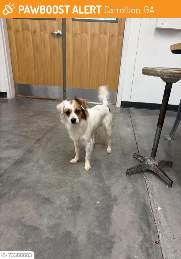 Found/Stray Male Dog last seen UWG campus Carrolton Ga, Carrollton, GA 30117