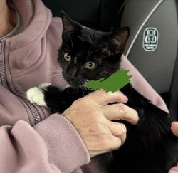 Found/Stray Unknown Cat last seen Rt. 16, Albany NH, Conway, NH 03860