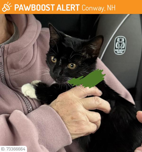 Found/Stray Unknown Cat last seen Rt. 16, Albany NH, Conway, NH 03860