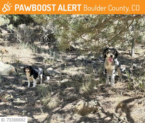 Found/Stray Unknown Dog last seen Primos and sugarloaf rd, Boulder County, CO 80302