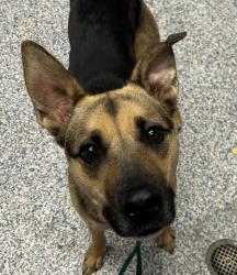 Shelter Stray Male Dog last seen W 20th Ave & Pierce St, Edgewater, CO, 80214, 580 McIntyre St, Golden, CO 80401, USA