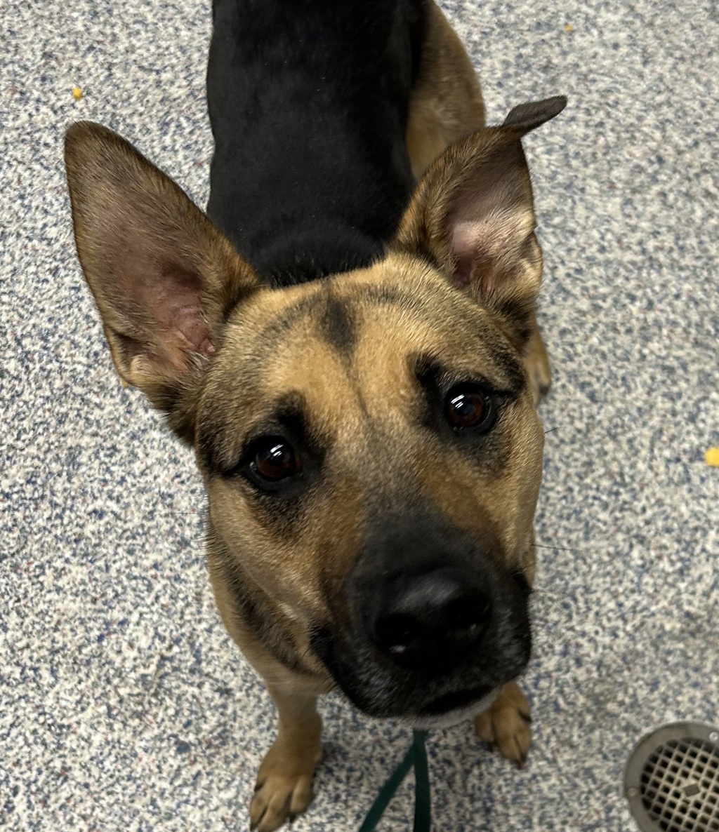 Shelter Stray Male Dog last seen W 20th Ave & Pierce St, Edgewater, CO, 80214, 580 McIntyre St, Golden, CO 80401, USA