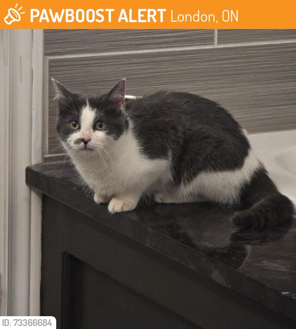 Found/Stray Male Cat last seen Prince of Wales Gate and South Carriage Road, London, ON 
