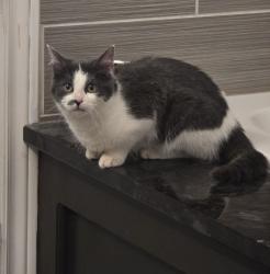 Found/Stray Male Cat last seen Prince of Wales Gate and South Carriage Road, London, ON 