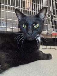 Shelter Stray Male Cat last seen Gordon Drive, GLEN BURNIE, MD, 21061, 411 Maxwell Frye Rd, Millersville, MD 21108, USA
