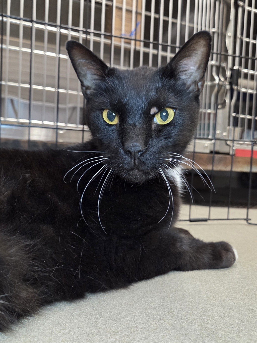 Shelter Stray Male Cat last seen Gordon Drive, GLEN BURNIE, MD, 21061, 411 Maxwell Frye Rd, Millersville, MD 21108, USA