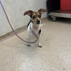Shelter Stray Female Dog last seen Near Carpenter Avenue, BRONX, NY, 10466, 326 E 110th St, New York, NY 10029, USA