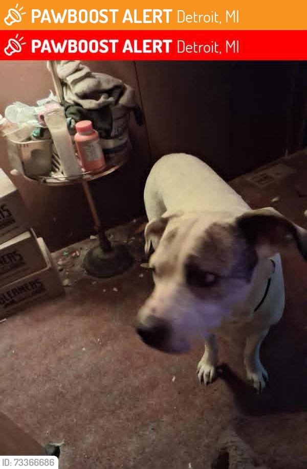 Found/Stray Female Dog last seen Springwells, Detroit, MI 48226
