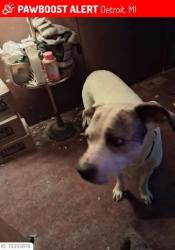 Found/Stray Female Dog last seen Springwells, Detroit, MI 48226