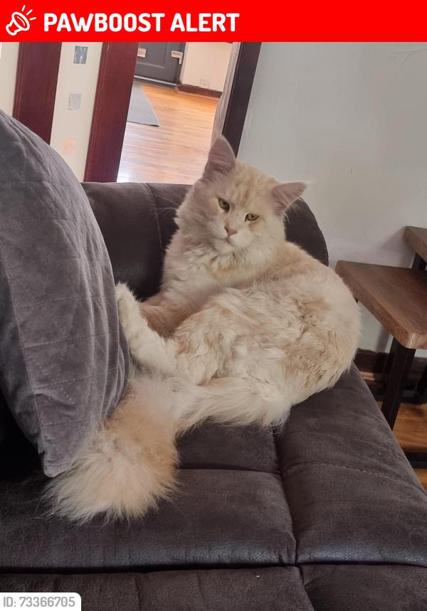Lost Male Cat last seen De130se, Burton upon Trent, England DE13 0SE