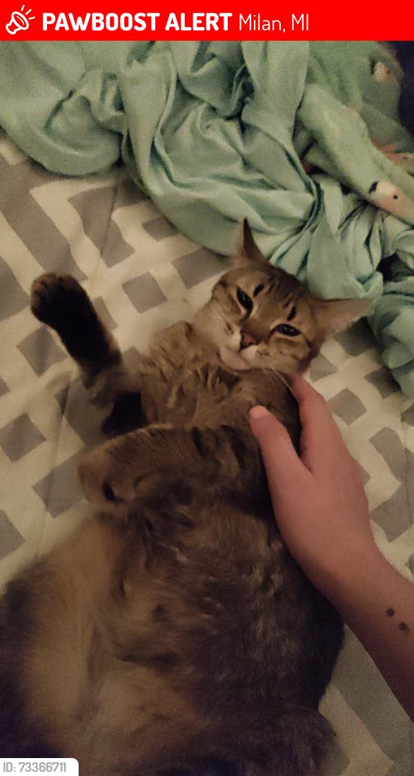 Lost Female Cat last seen 1st Street, Milan, MI 48160