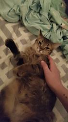 Lost Female Cat last seen 1st Street, Milan, MI 48160
