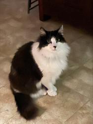 Lost Male Cat last seen Sand Hill Rd & E Nir Shreibman Rd, La Vergne, TN 37086