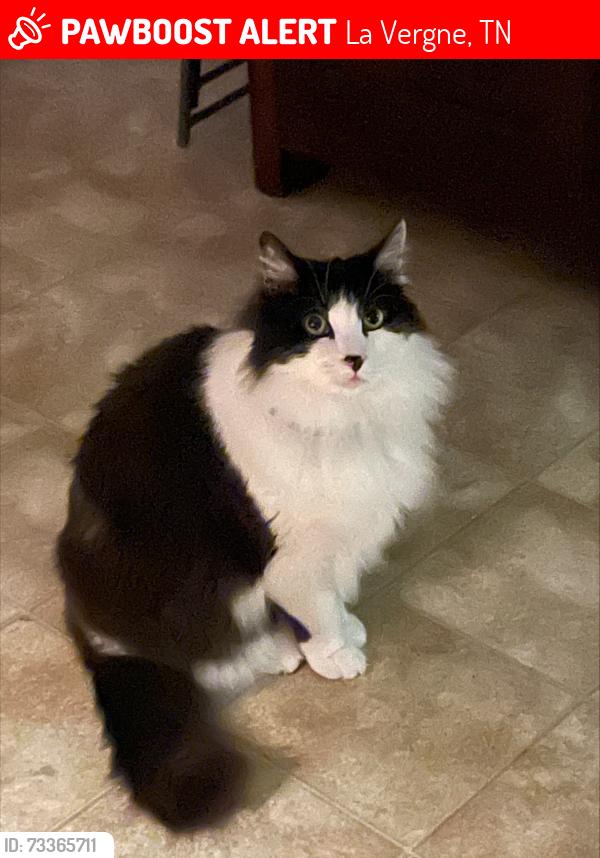 Lost Male Cat last seen Sand Hill Rd & E Nir Shreibman Rd, La Vergne, TN 37086