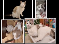 Lost Female Cat last seen Katy Creek Ranch,Florina Ranch Drive, Hazel Ranch., Fort Bend County, TX 77494