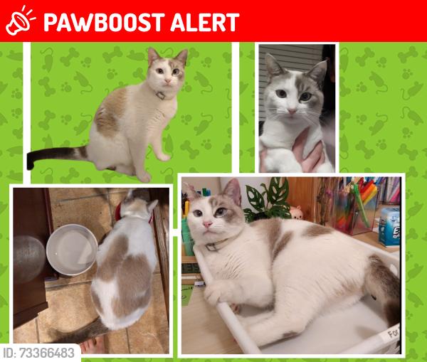 Lost Female Cat last seen Katy Creek Ranch,Florina Ranch Drive, Hazel Ranch., Fort Bend County, TX 77494