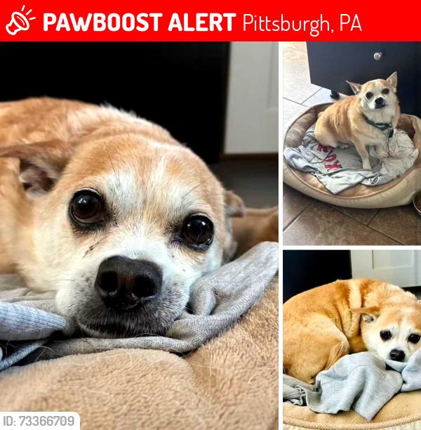 Lost Male Dog last seen Biddle and Trenton, Pittsburgh, PA 15221