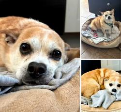 Lost Male Dog last seen Biddle and Trenton, Pittsburgh, PA 15221