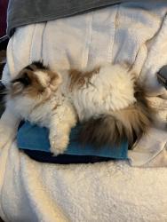 Lost Female Cat last seen Near W Valley Parkway , Escondido, 92029, Escondido, CA 92029
