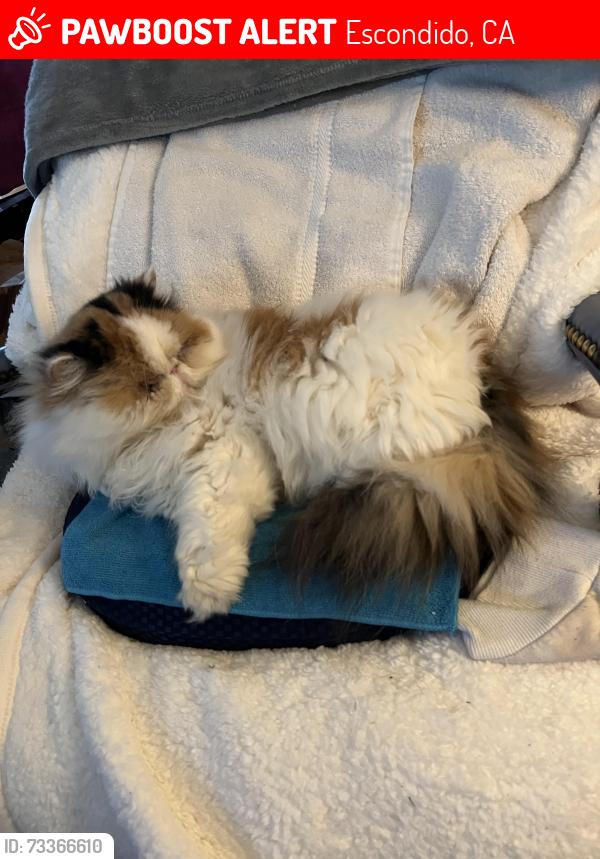 Lost Female Cat last seen Near W Valley Parkway , Escondido, 92029, Escondido, CA 92029