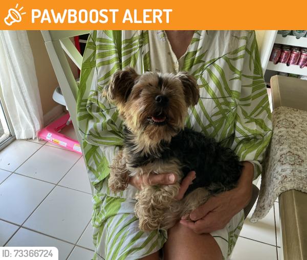 Found/Stray Male Dog last seen County line, Hallandale Beach, FL 33009