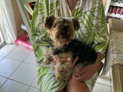 Found/Stray Male Dog last seen County line, Hallandale Beach, FL 33009