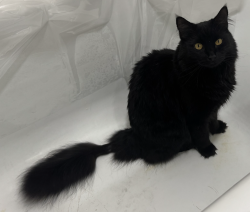 Reunited Female Cat last seen Telegraph & 33rd, Oakland, CA 94609