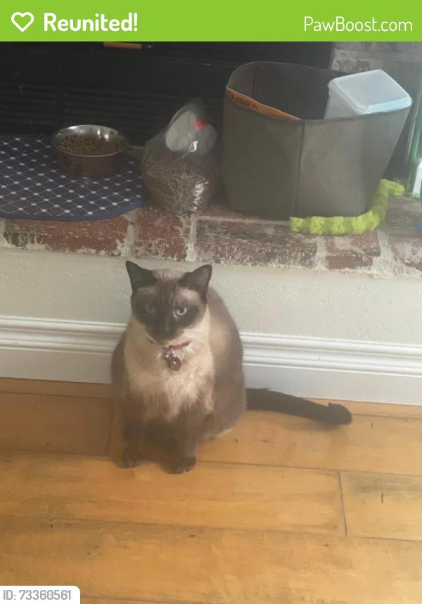 Reunited Female Cat last seen Vista Way, Oceanside, Oceanside, CA 92054