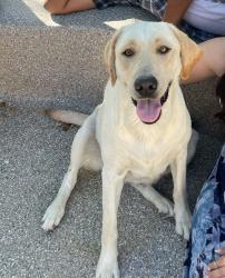 Lost Female Dog last seen Broadway and Signal Butte, Mesa, AZ 85208