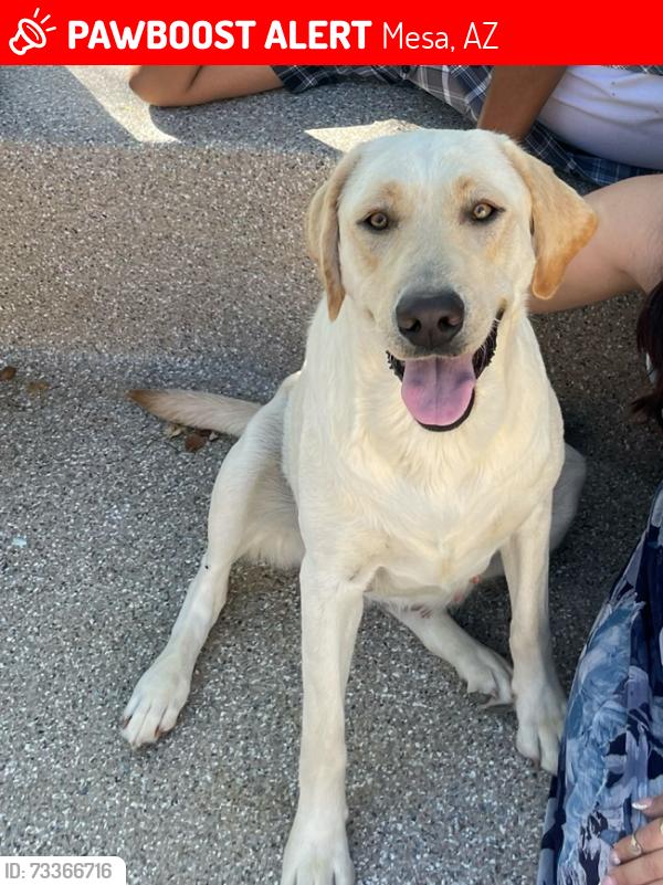 Lost Female Dog last seen Broadway and Signal Butte, Mesa, AZ 85208