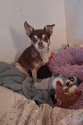 Lost Female Dog last seen 63rd Ave and Thomas, Phoenix, AZ 85033
