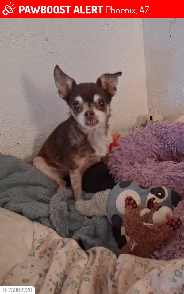 Lost Female Dog last seen 63rd Ave and Thomas, Phoenix, AZ 85033