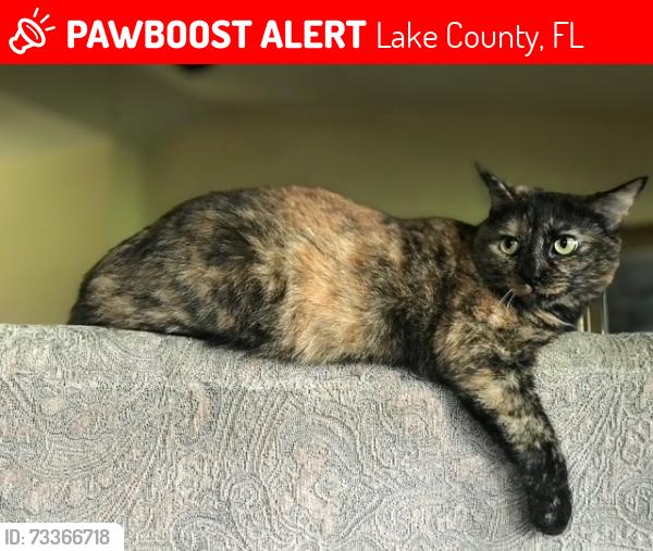 Lost Female Cat last seen Thomas Cove Drive, Groveland, FL 34736, Lake County, FL 34736