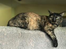 Lost Female Cat last seen Thomas Cove Drive, Groveland, FL 34736, Lake County, FL 34736