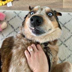 Shelter Stray Male Dog last seen , 361 S Raymond Ave, Pasadena, CA 91105, USA