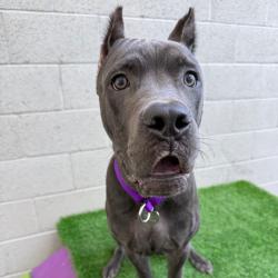 Shelter Stray Male Dog last seen , 3612 11th Ave, Los Angeles, CA 90018, USA
