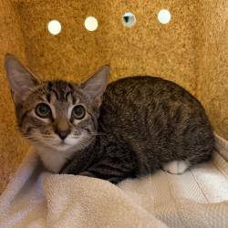 Shelter Stray Female Cat last seen , 361 S Raymond Ave, Pasadena, CA 91105, USA