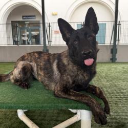 Shelter Stray Female Dog last seen , 361 S Raymond Ave, Pasadena, CA 91105, USA