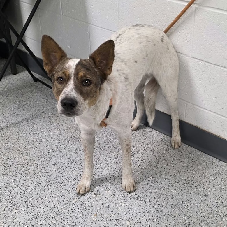 Shelter Stray Female Dog last seen , 5801 Graye Ln, Caldwell, ID 83607, USA